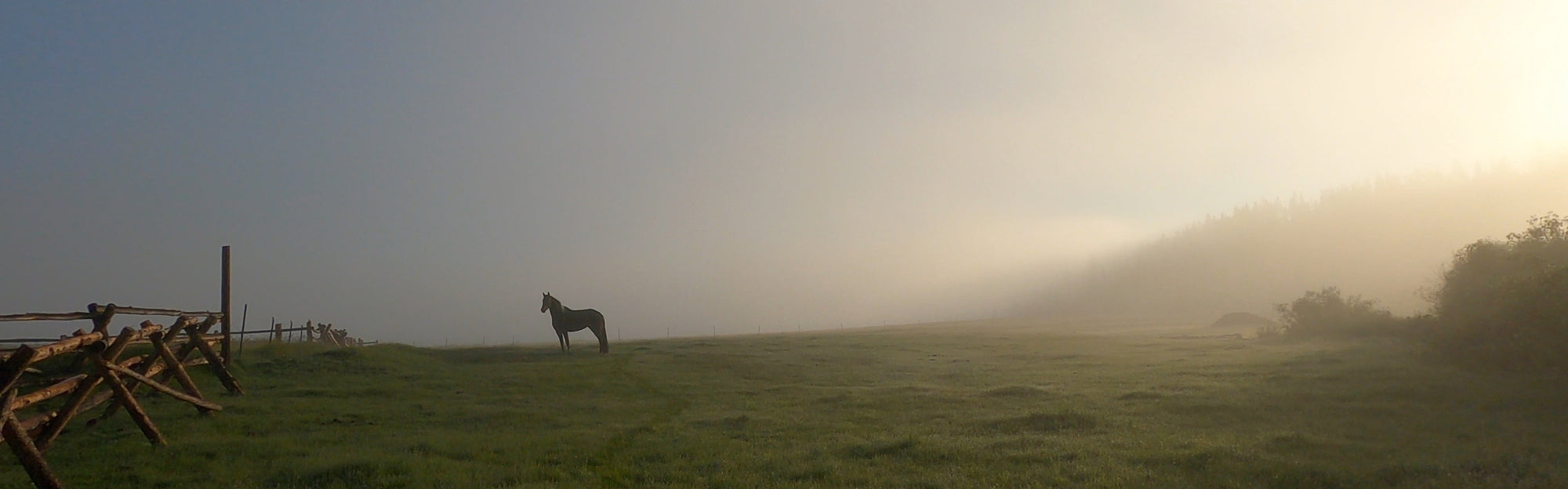 Horse standing in a misty field with a wooden fence and sunlit sky.